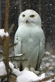 41 - Snowy owl - BLEYEN LIVINUS - belgium